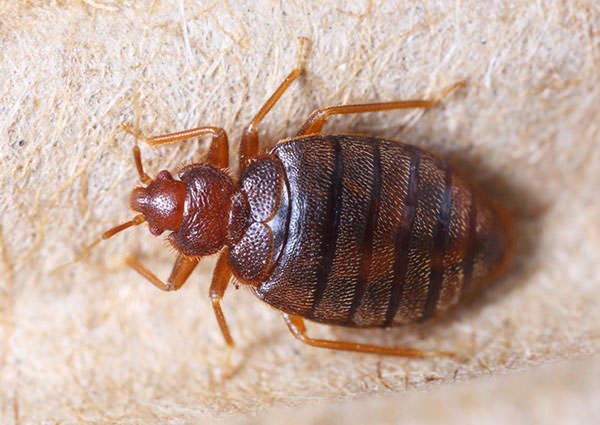 شركة مكافحة البق